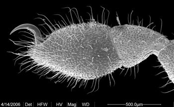 Media type: image;   Invertebrate Zoology 133769